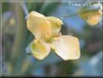 broccoli flower