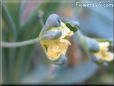 broccoli flower