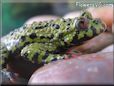fire belly toad