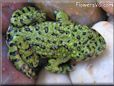 fire belly toad