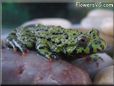 fire belly toad