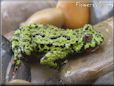 fire belly toad