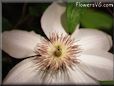 white clematis picture