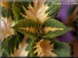 coleus flower picture