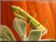 preying mantis