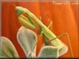 preying mantis