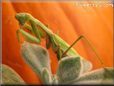 preying mantis
