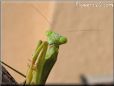 preying mantis