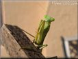preying mantis