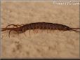 small centipede