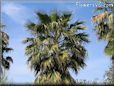 Palm Tree  plant picture