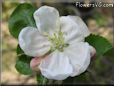 apple flower blossom pictures