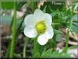 strawberry flower