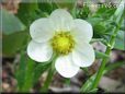 strawberry blossom