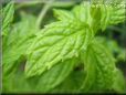 spearmint herb pictures