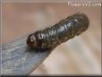 large larva