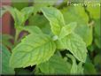 peppermint plant