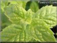 peppermint herb pictures