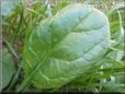 spinach garden plant picture