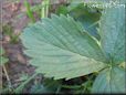 strawberry leaf