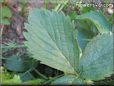 strawberry leaf