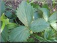 strawberry leaf