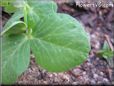 pea leaf