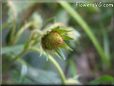 very small strawberry