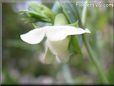 pea blossom flower