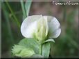 pea blossom flower