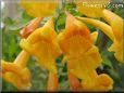 orange trumpet flower