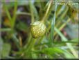 very small strawberry