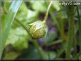 very small strawberry