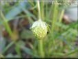 very small strawberry