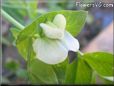 pea blossom flower
