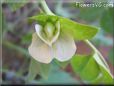 pea blossom flower