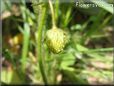 very small strawberry