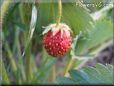 small red strawberry