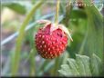 small red strawberry