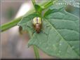 musturd bug