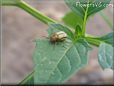 musturd bug