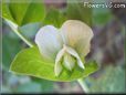 pea flower blossom pictures