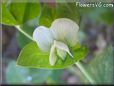 pea blossom flower