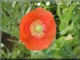 orange poppy flower