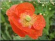 orange poppy flower pictures