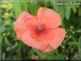pink poppy flower  pictures