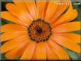 orange african daisy pictures