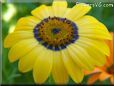 blue yellow african daisy pictures