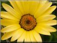 white yellow african daisy pictures