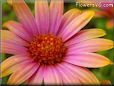 african daisy flower picture